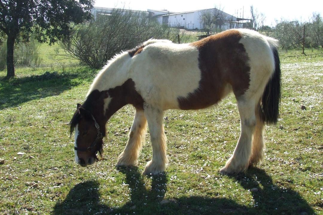 Photo of Others in Alcuescar