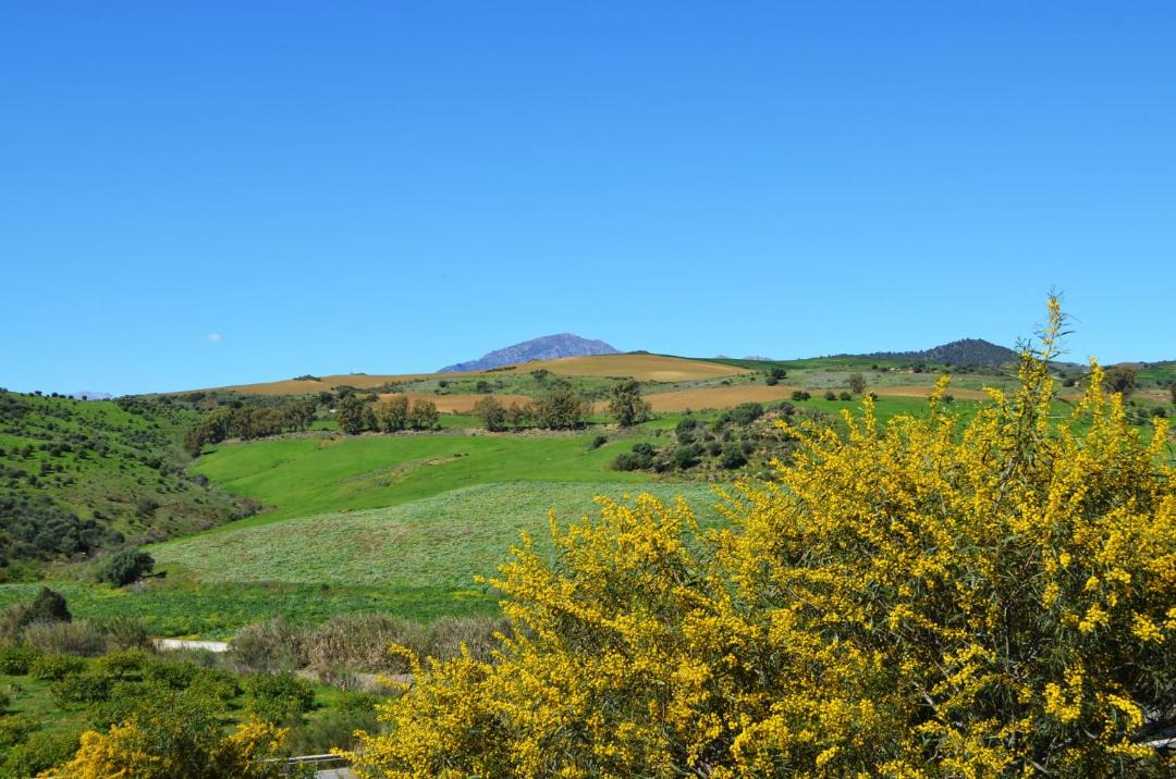 Photo of Others in Pizarra