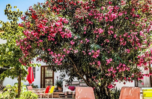 Guaro Apartment | Tortuga - Nido Aguila Blanca by Interhome